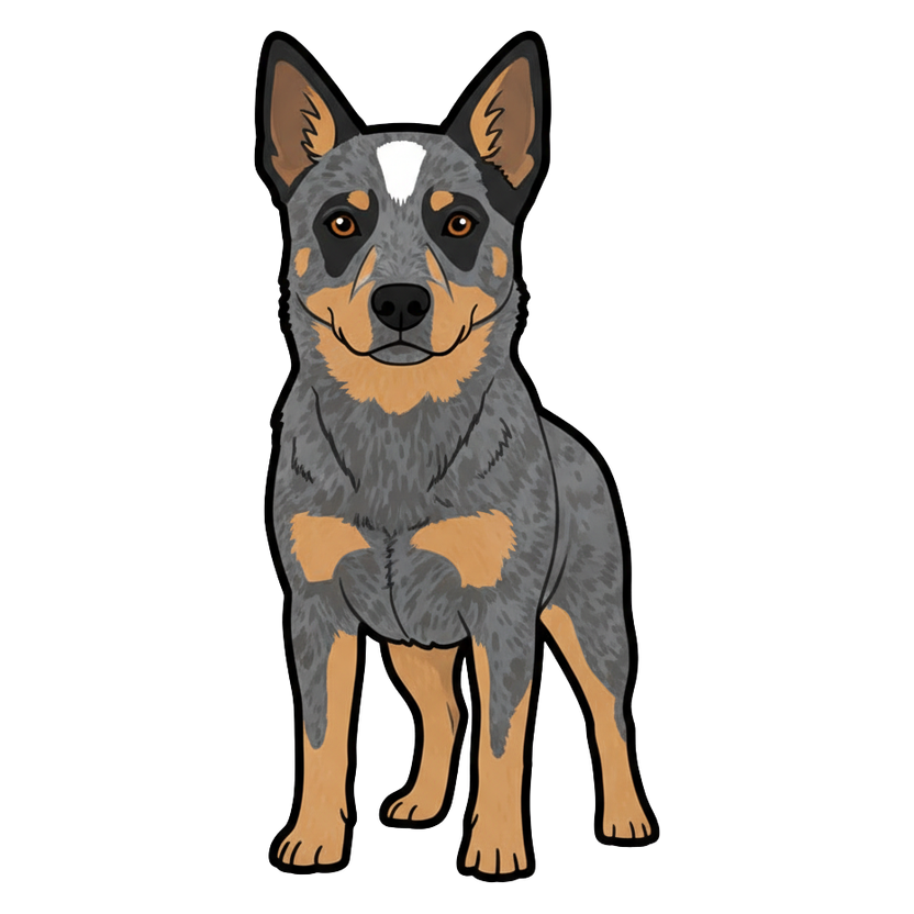 Australian Cattle Dog