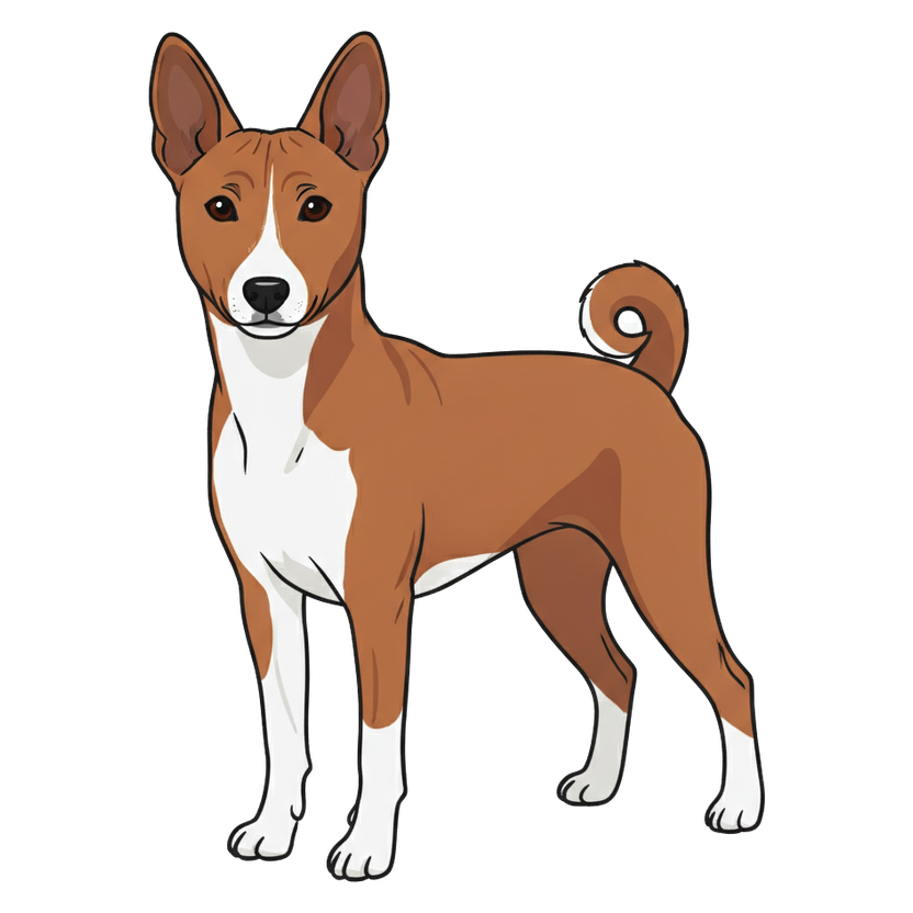 Basenji
