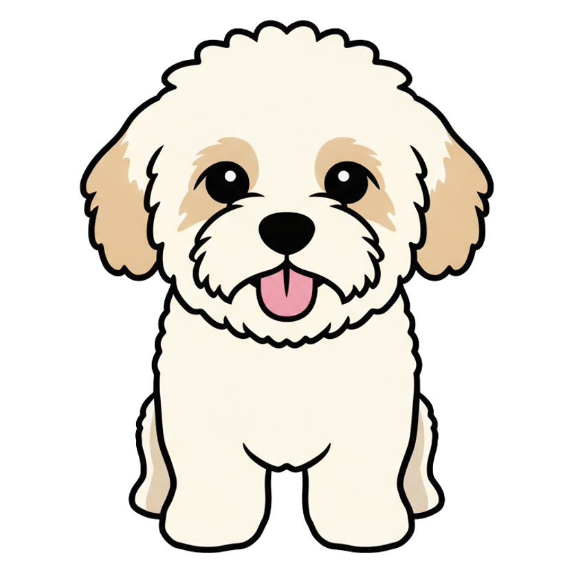 Bichon Frise