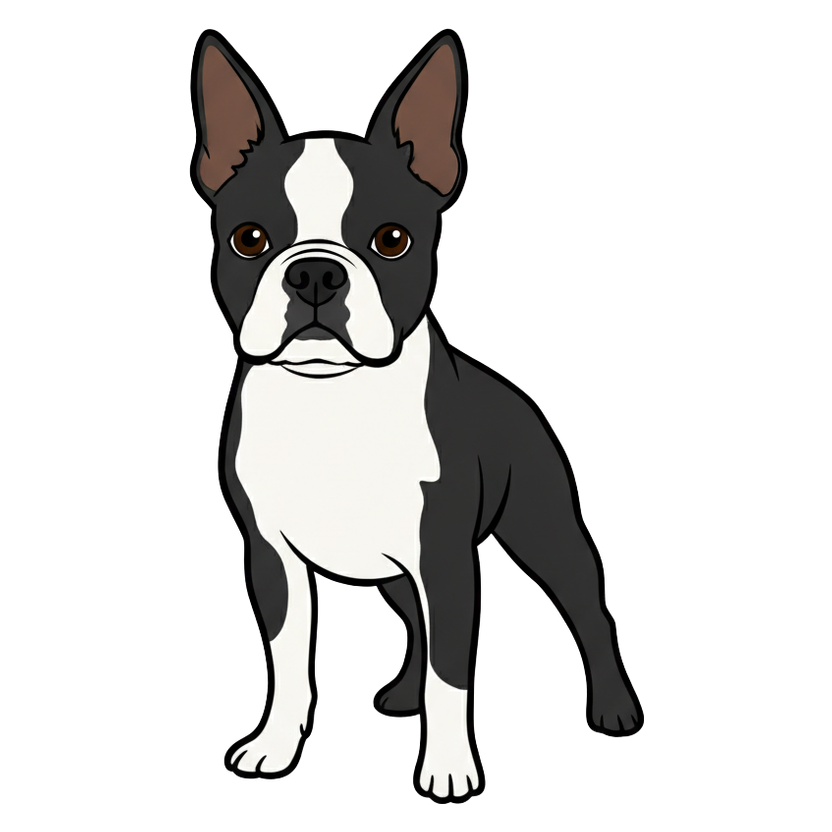Boston Terrier