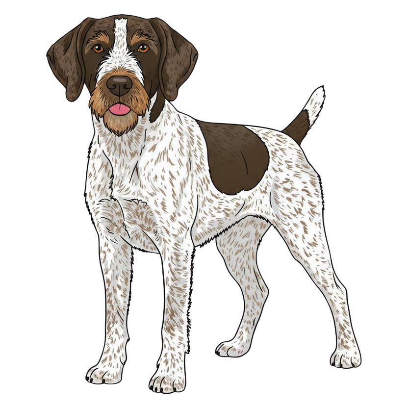 German Wirehaired Pointer