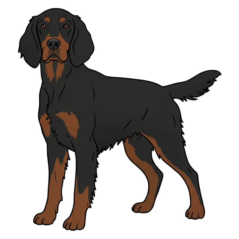 Gordon Setter