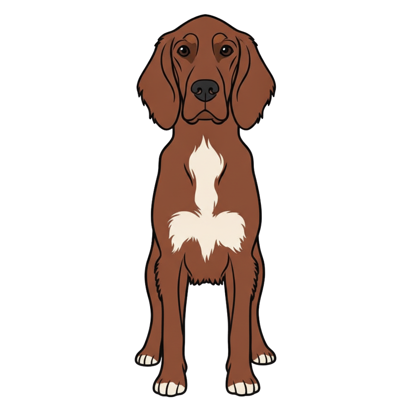 Irish Setter