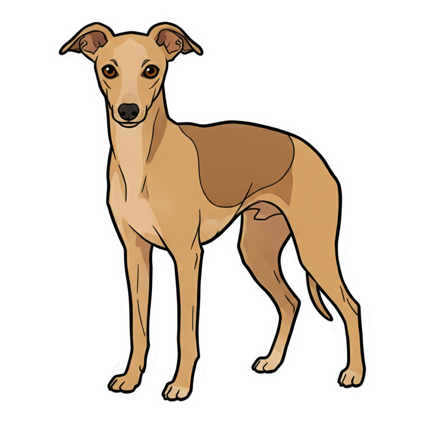 Italian Greyhound