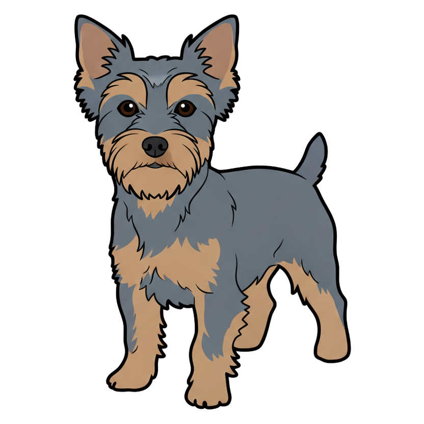 Silky Terrier