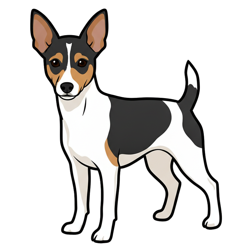 Toy Fox Terrier