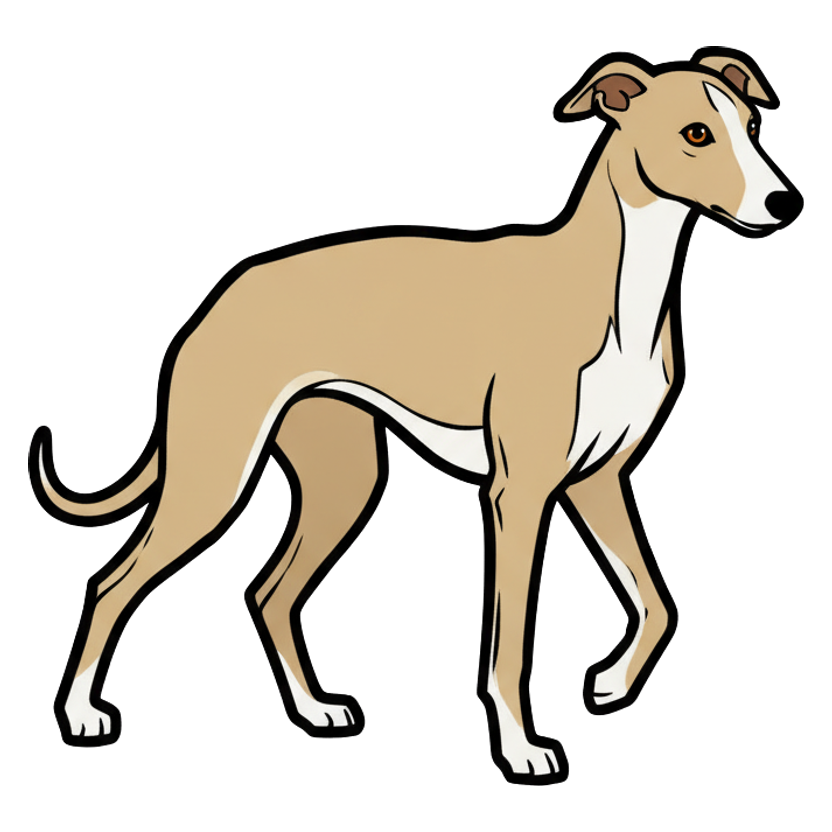 Whippet
